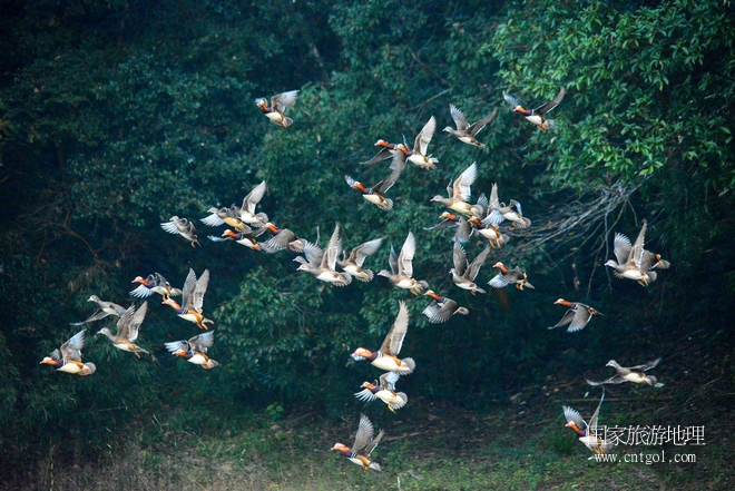 進入初冬，大批野生鴛鴦陸續(xù)飛抵江西婺源縣賦春鎮(zhèn)鴛鴦湖越冬，小精靈們在湖面上或相互依偎、卿卿我我；或隨波逐流、嬉戲打鬧，悠閑自在生活在青山綠水之間，優(yōu)良的水域和豐富的湖畔闊葉林，為鴛鴦過冬提供良好生存環(huán)境，婺源鴛鴦湖已成為亞洲最大的野生鴛鴦越冬棲息地。（攝于12月4日下午）