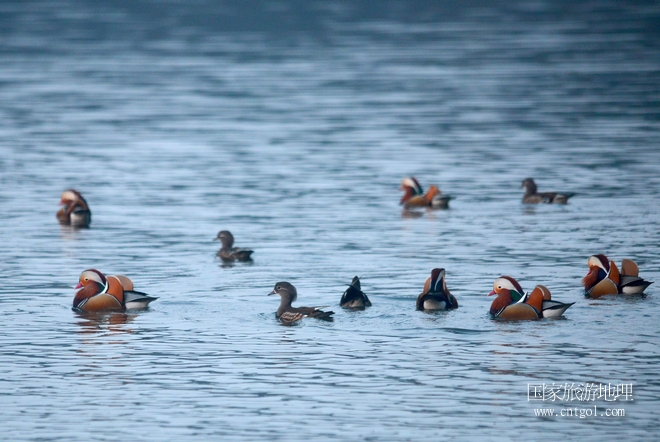 進入初冬，大批野生鴛鴦陸續(xù)飛抵江西婺源縣賦春鎮(zhèn)鴛鴦湖越冬，小精靈們在湖面上或相互依偎、卿卿我我；或隨波逐流、嬉戲打鬧，悠閑自在生活在青山綠水之間，優(yōu)良的水域和豐富的湖畔闊葉林，為鴛鴦過冬提供良好生存環(huán)境，婺源鴛鴦湖已成為亞洲最大的野生鴛鴦越冬棲息地。（攝于12月4日下午）