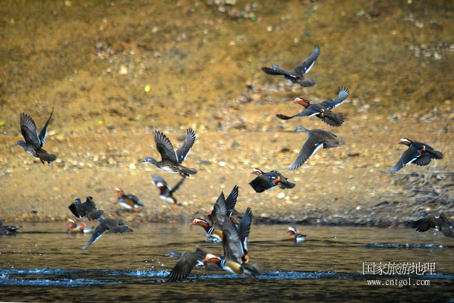 進入初冬，大批野生鴛鴦陸續(xù)飛抵江西婺源縣賦春鎮(zhèn)鴛鴦湖越冬，小精靈們在湖面上或相互依偎、卿卿我我；或隨波逐流、嬉戲打鬧，悠閑自在生活在青山綠水之間，優(yōu)良的水域和豐富的湖畔闊葉林，為鴛鴦過冬提供良好生存環(huán)境，婺源鴛鴦湖已成為亞洲最大的野生鴛鴦越冬棲息地。（攝于12月4日下午）