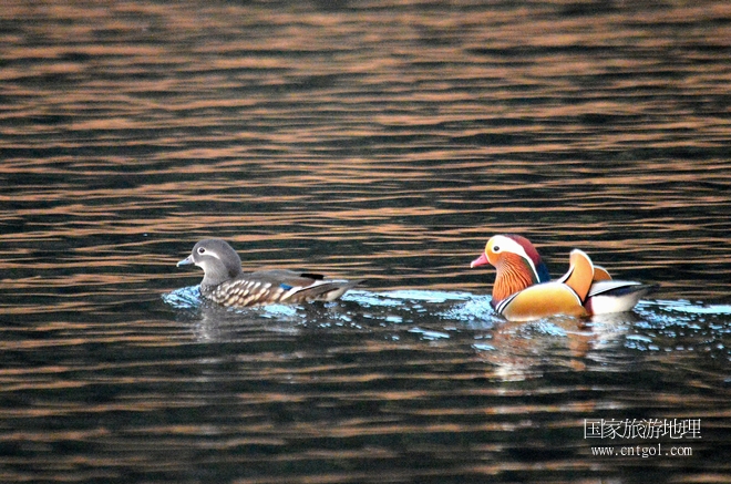 進入初冬，大批野生鴛鴦陸續(xù)飛抵江西婺源縣賦春鎮(zhèn)鴛鴦湖越冬，小精靈們在湖面上或相互依偎、卿卿我我；或隨波逐流、嬉戲打鬧，悠閑自在生活在青山綠水之間，優(yōu)良的水域和豐富的湖畔闊葉林，為鴛鴦過冬提供良好生存環(huán)境，婺源鴛鴦湖已成為亞洲最大的野生鴛鴦越冬棲息地。（攝于12月4日下午）